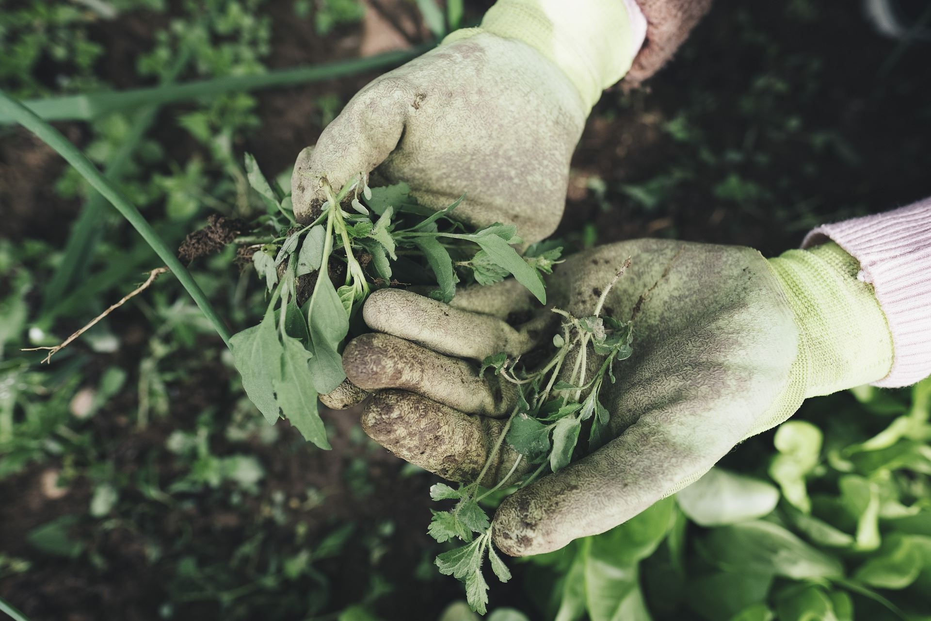 Gloved hands pull weeds from the ground. 