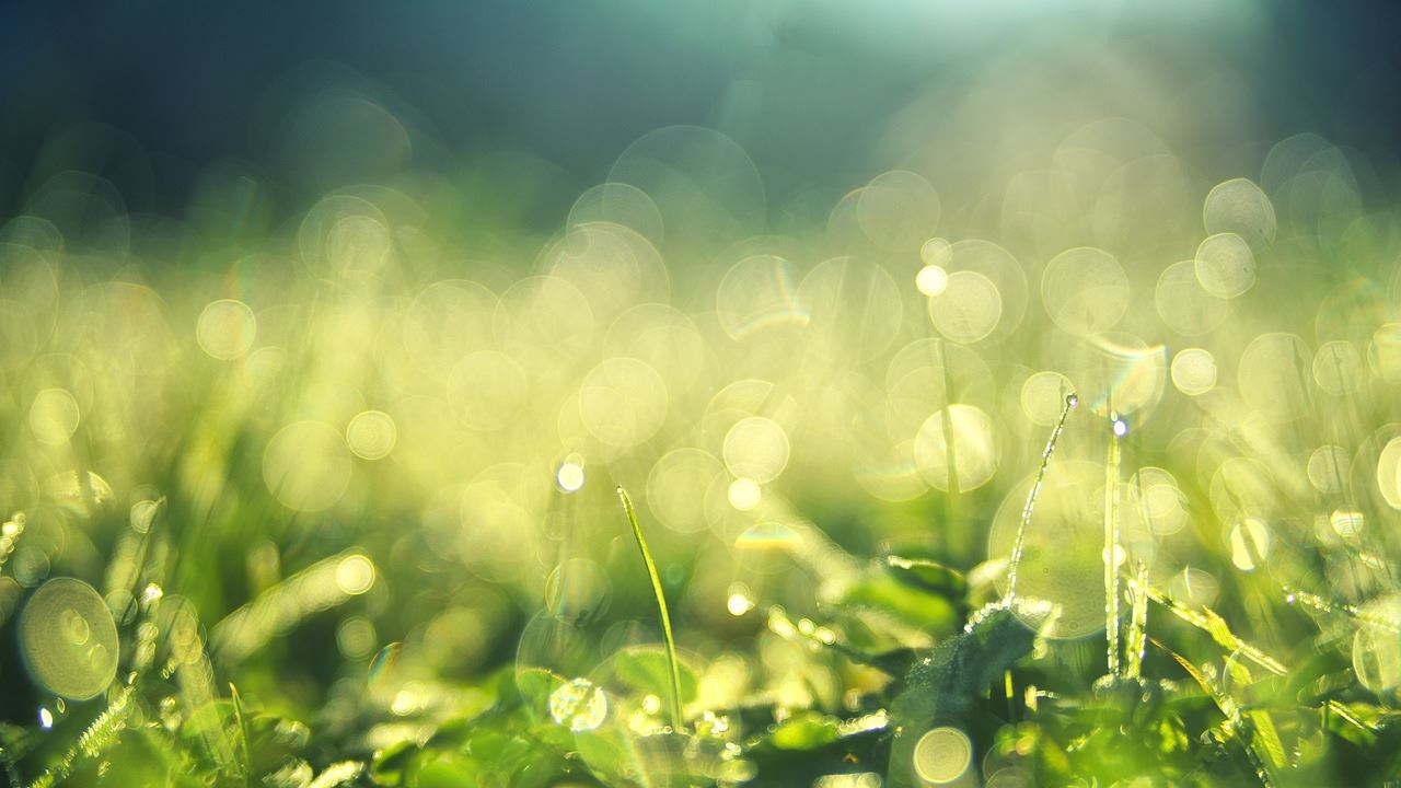 Wet grass shines in the sun. 